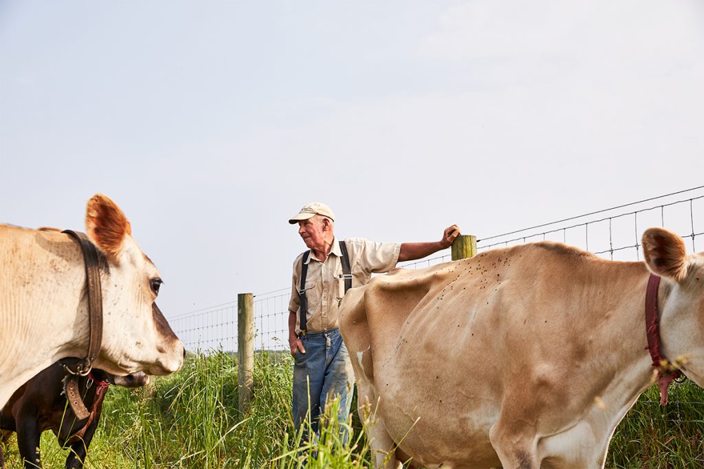 image of ty llywd farmer and cows