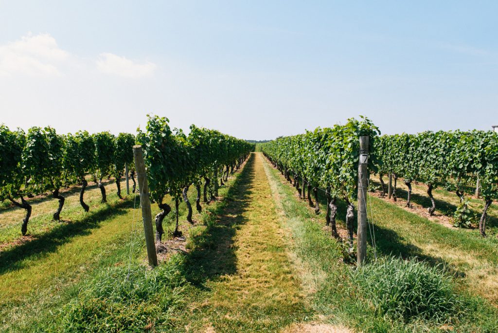 image of north fork long island vineyard