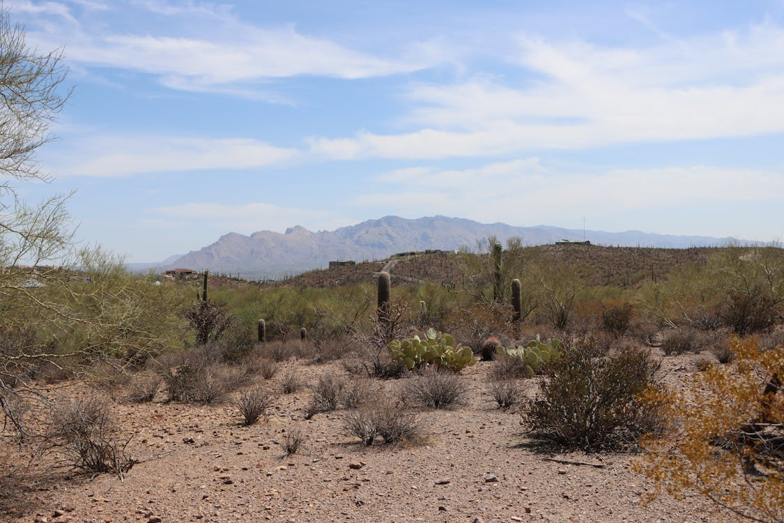 Best Neighborhoods in Tucson, AZ: A Local Guide – Trulia