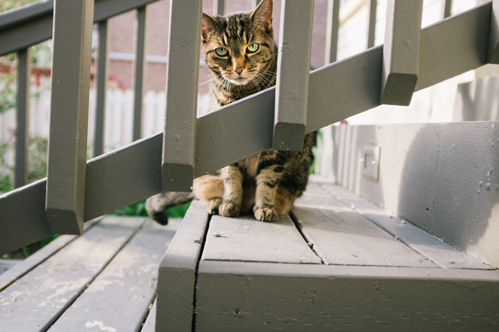 Cat peering through railing
