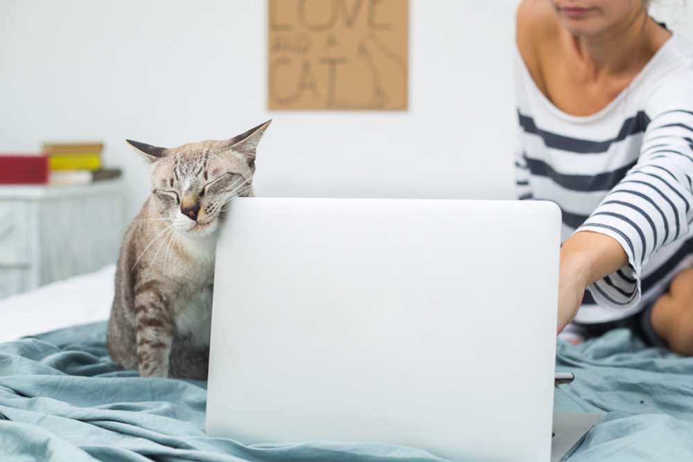 cat rubbing against laptop