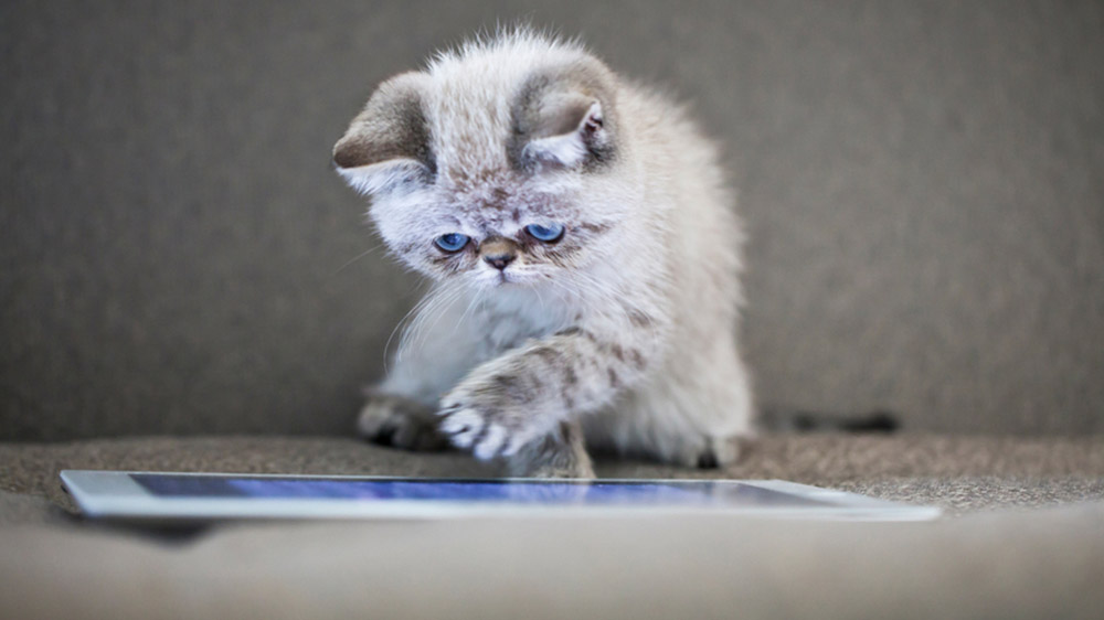 kitten using tablet searching for a mortgage broker