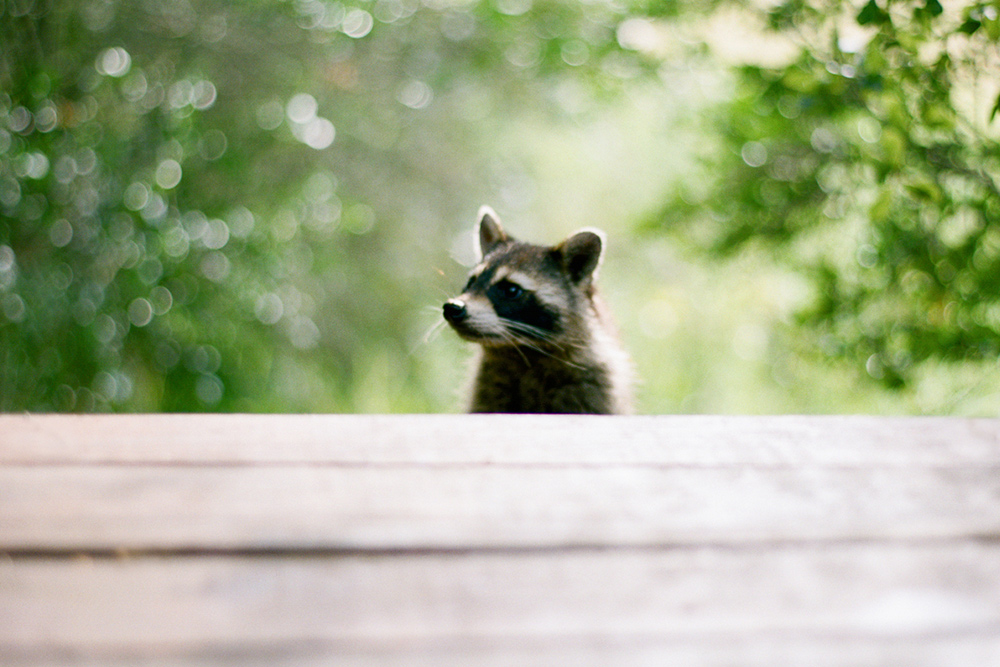 cash home buyer raccoon looking at porch