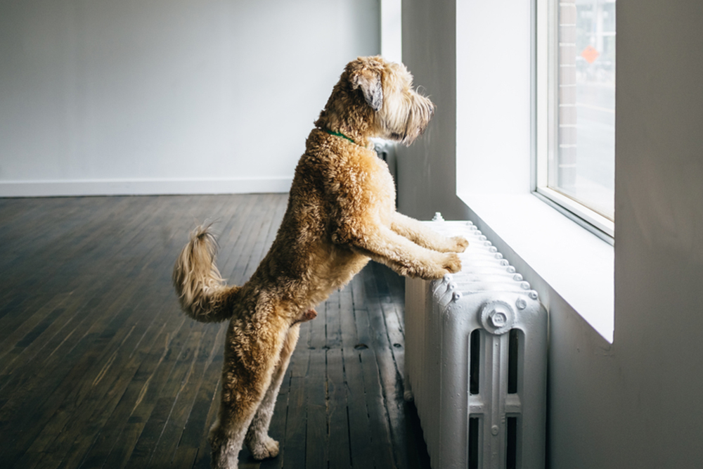 dog looking out window never lie to landlord