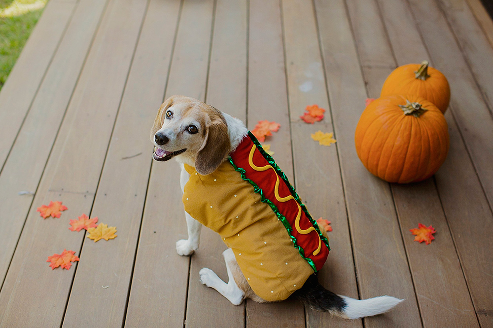 dog in hot dog halloween costume