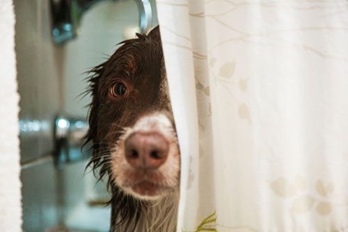 wet dog, test drive a home