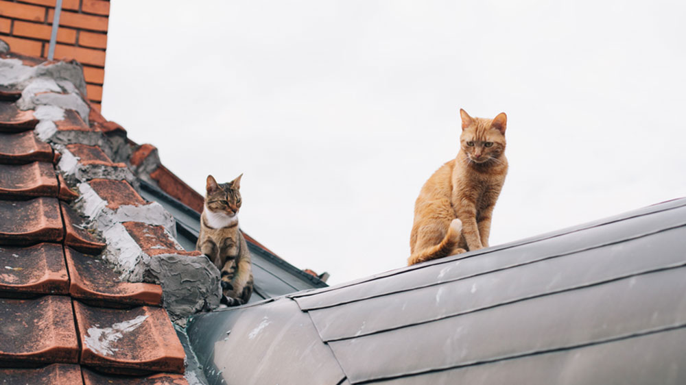 cats on a roof, roof inspection