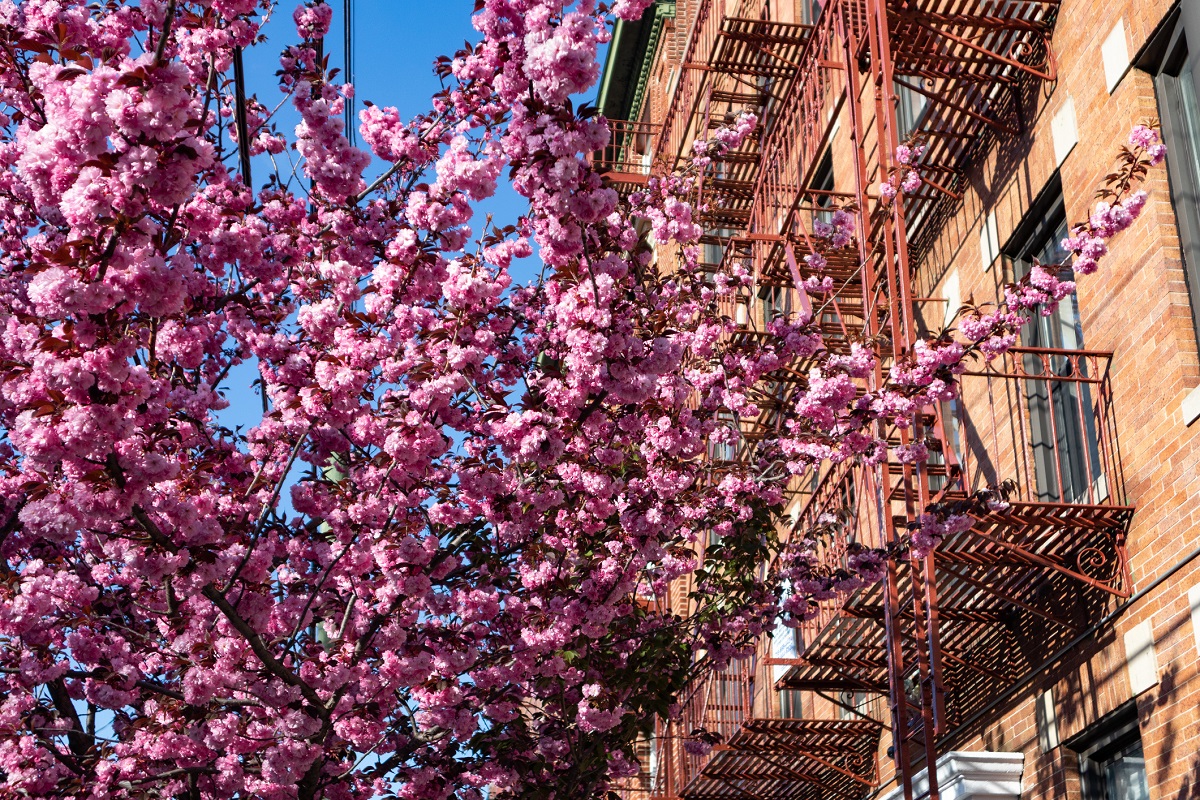 Cherry blossoms in NYC best time to list