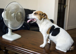 dog in front of fan for energy-saving tips