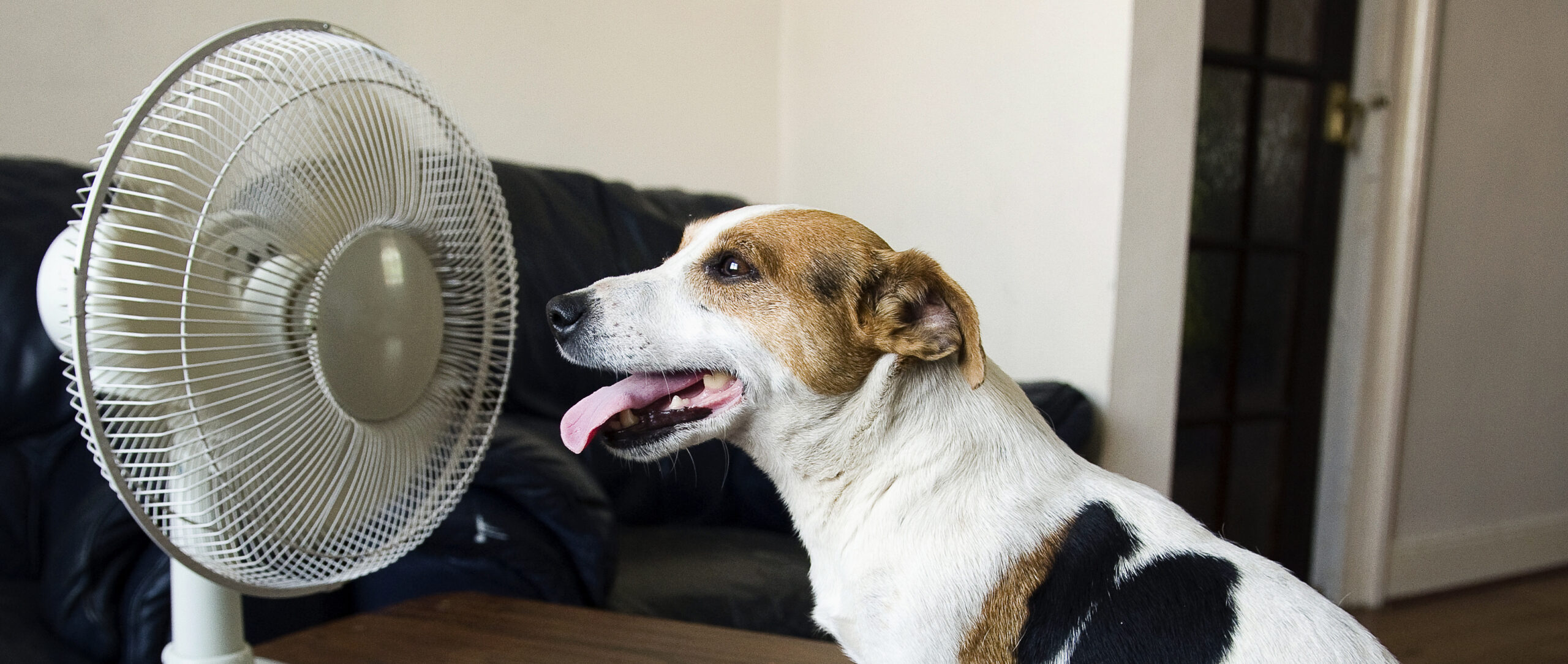 dog in front of fan for energy-saving tips