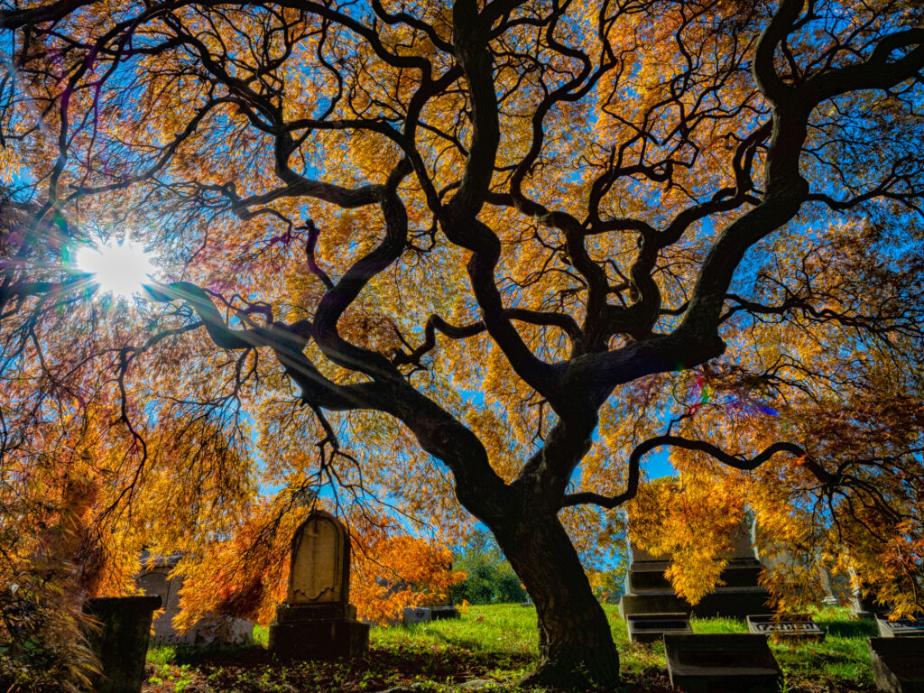 a tree surrounded by gravestones on a fall day in Green-Wood cemetery - NYC halloween neighborhoods
