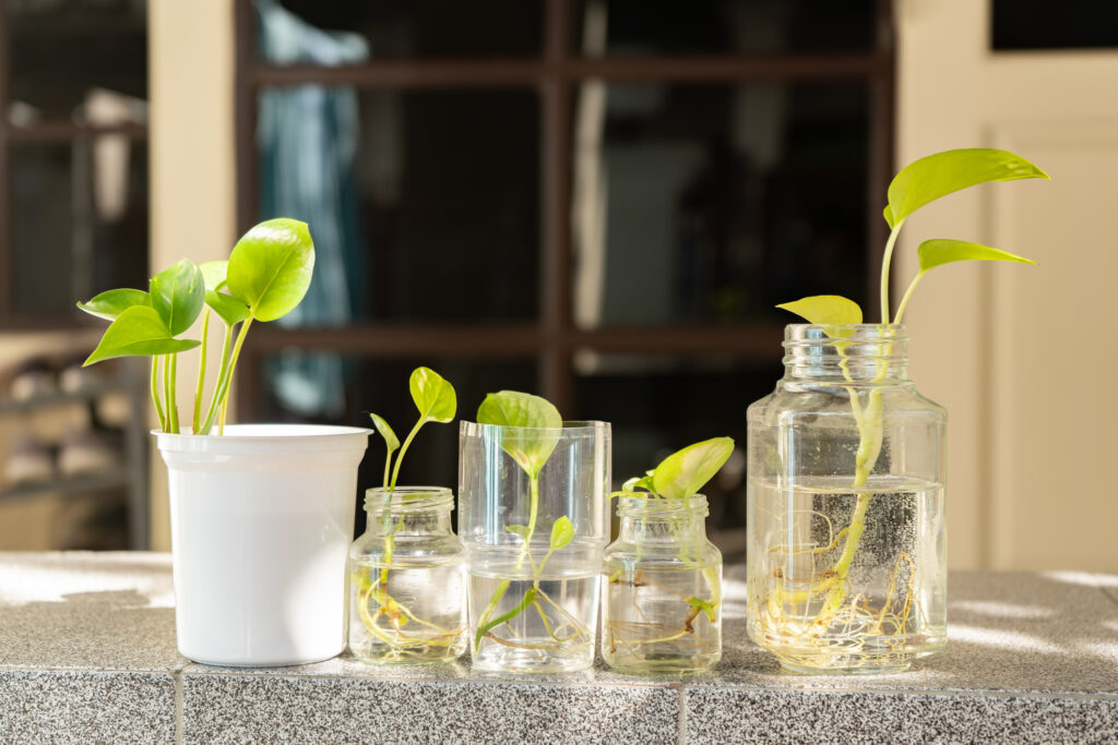 houseplants sit in jars of water on kitchen counter - prepare nyc apartment before traveling