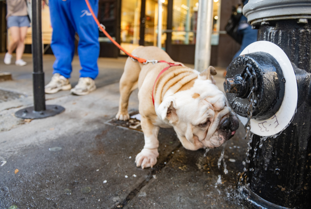a bulldog drinks from a fire hydrant on an NYC sidewalk - best neighborhoods for dog lovers in NYC