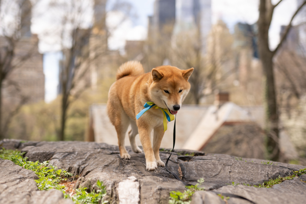 A red Shiba Inu puppy on a leash in Central Park