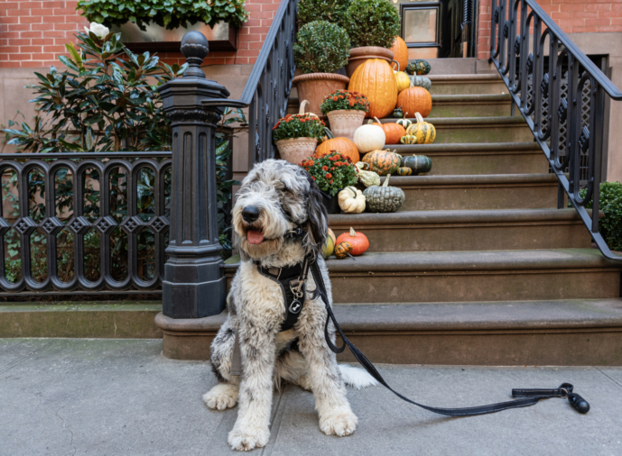 a dog sits in front of a brownstone stoop decorated for fall - best neighborhoods for dog lovers in NYC