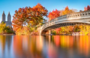 fall foliage in nyc - central park