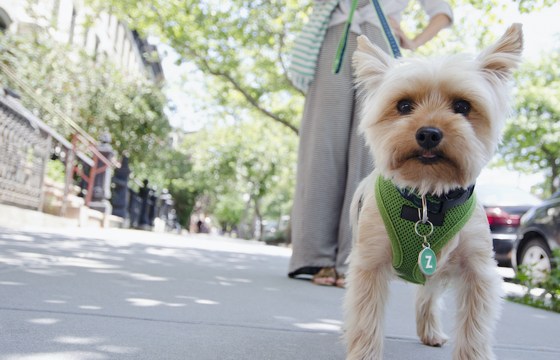 city dog- jamie grill - getty images