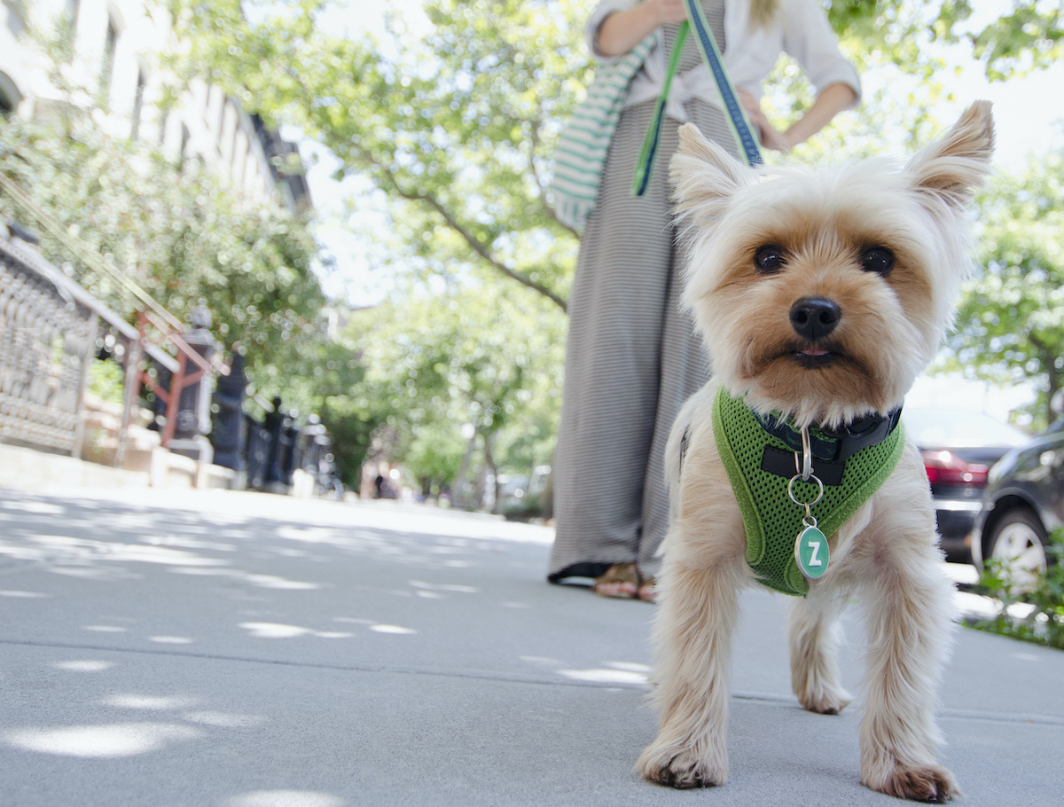 city dog- jamie grill - getty images