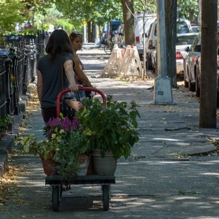 shady street carroll garden women pulling flowers