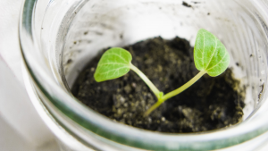 Small plant growing in glass jar
