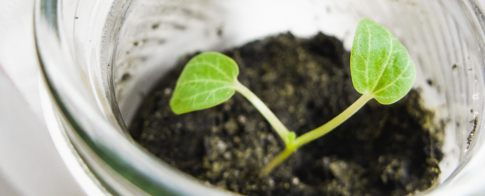 Plant growing in a jar