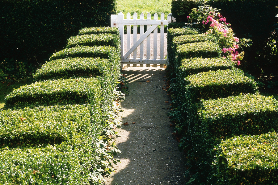 best plants for the house: boxwoods