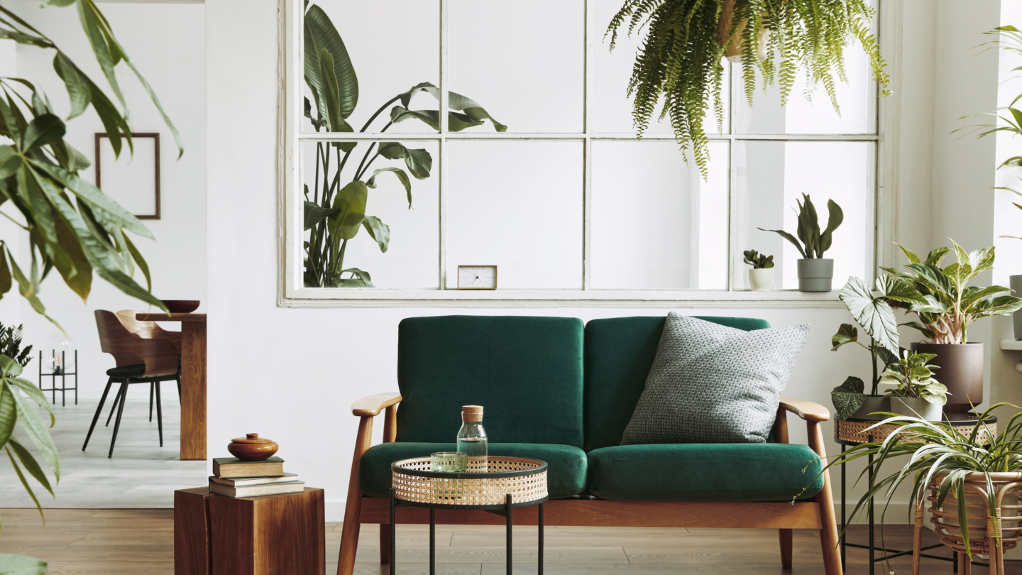 best plants for the house