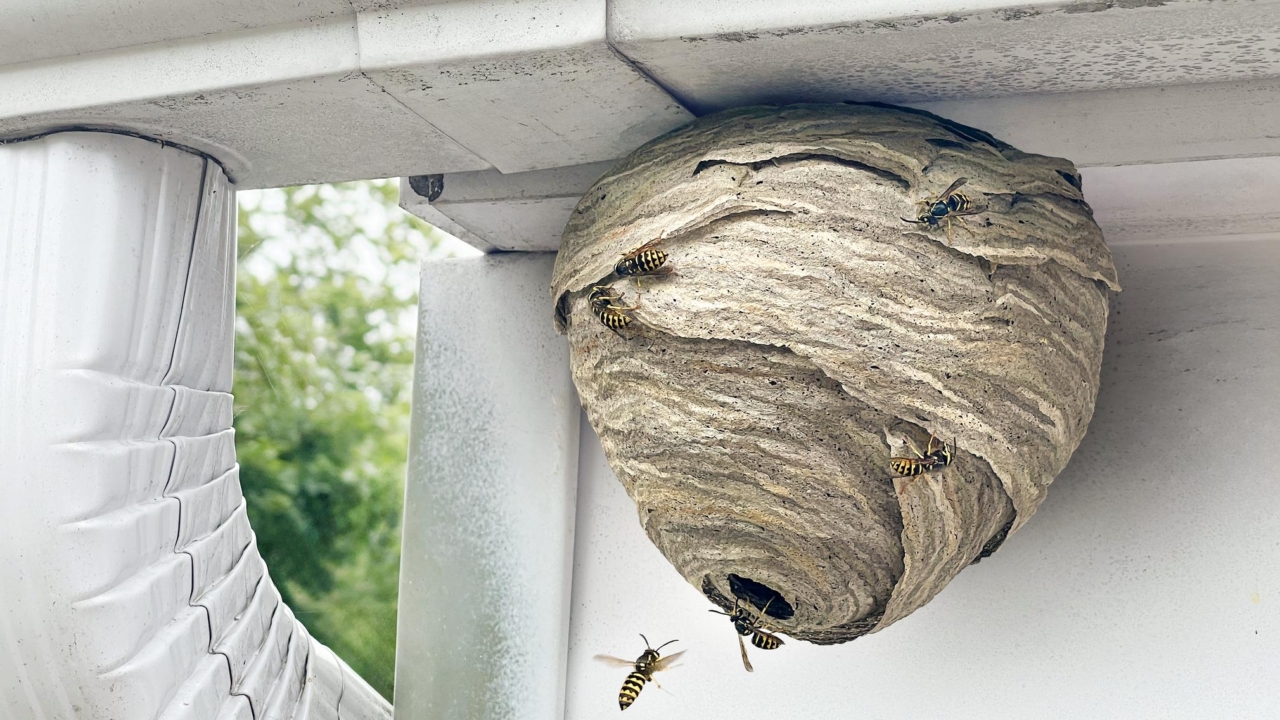 common household bugs