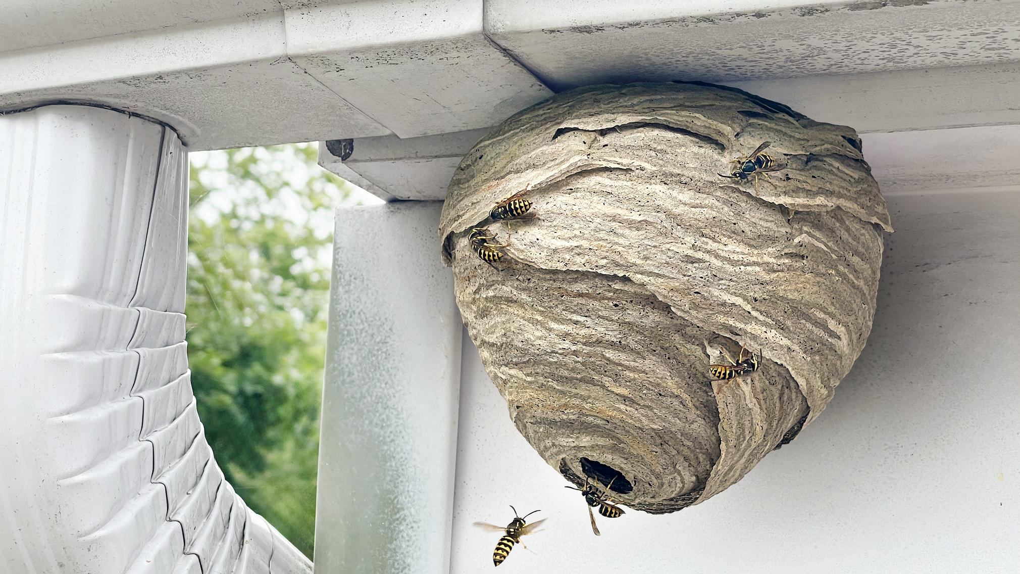 common household bugs