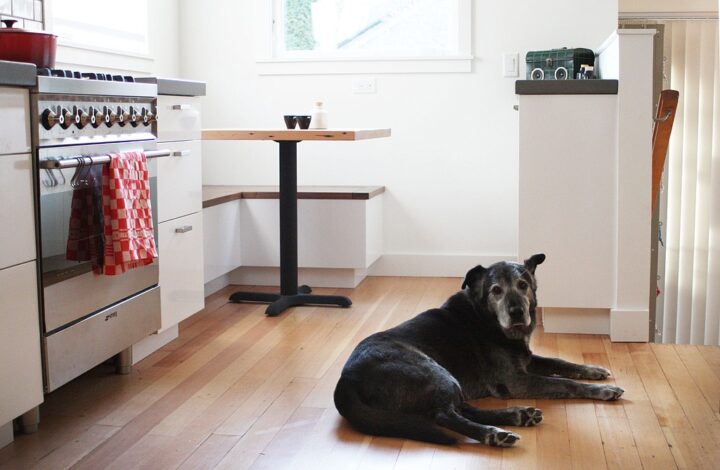 5 Tips for Finding a Rental With a Large Dog