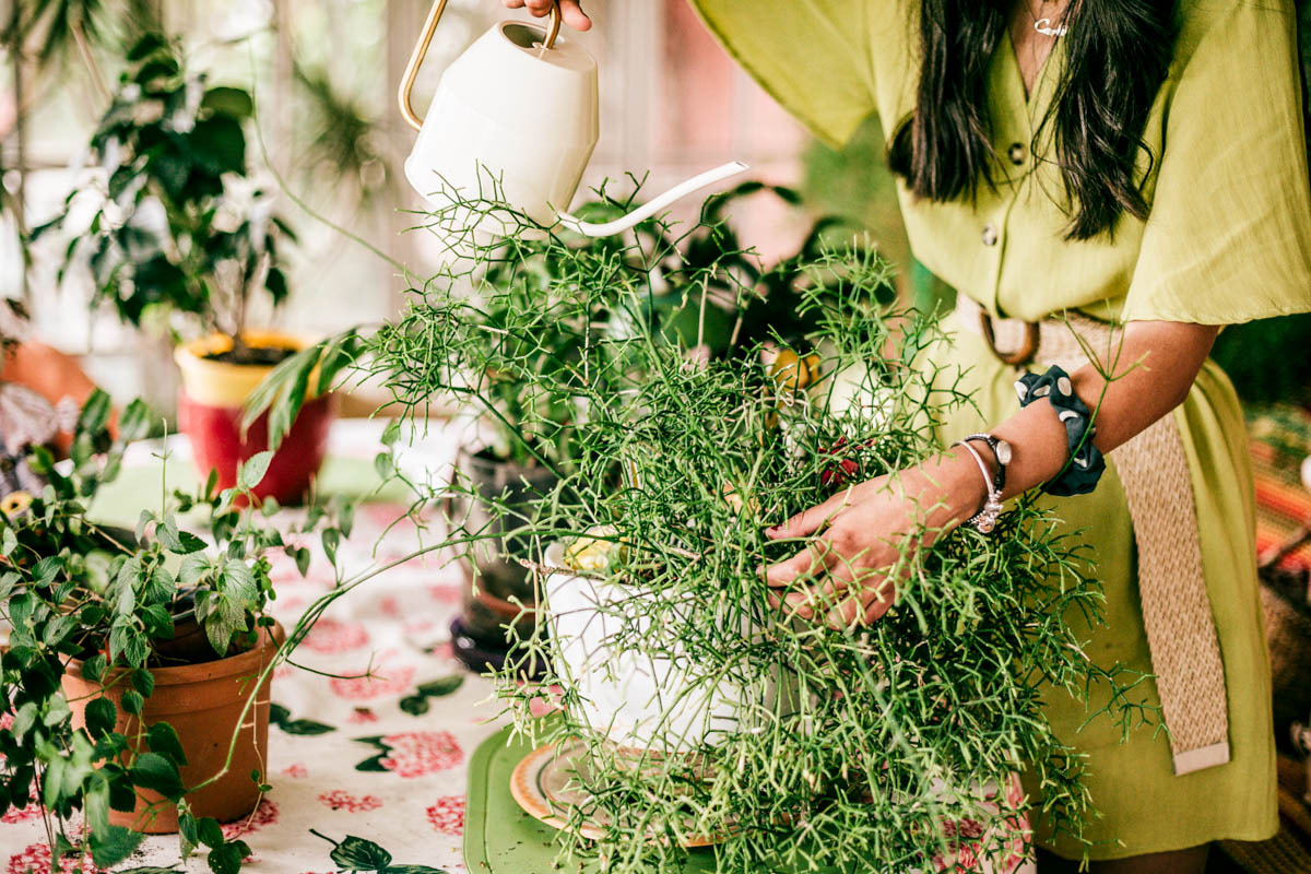How to care for your houseplants in winter
