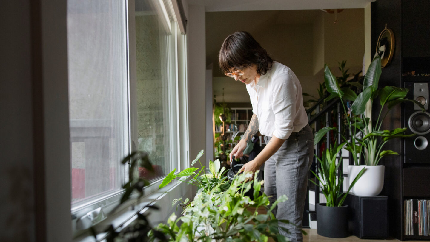 best plants for the house