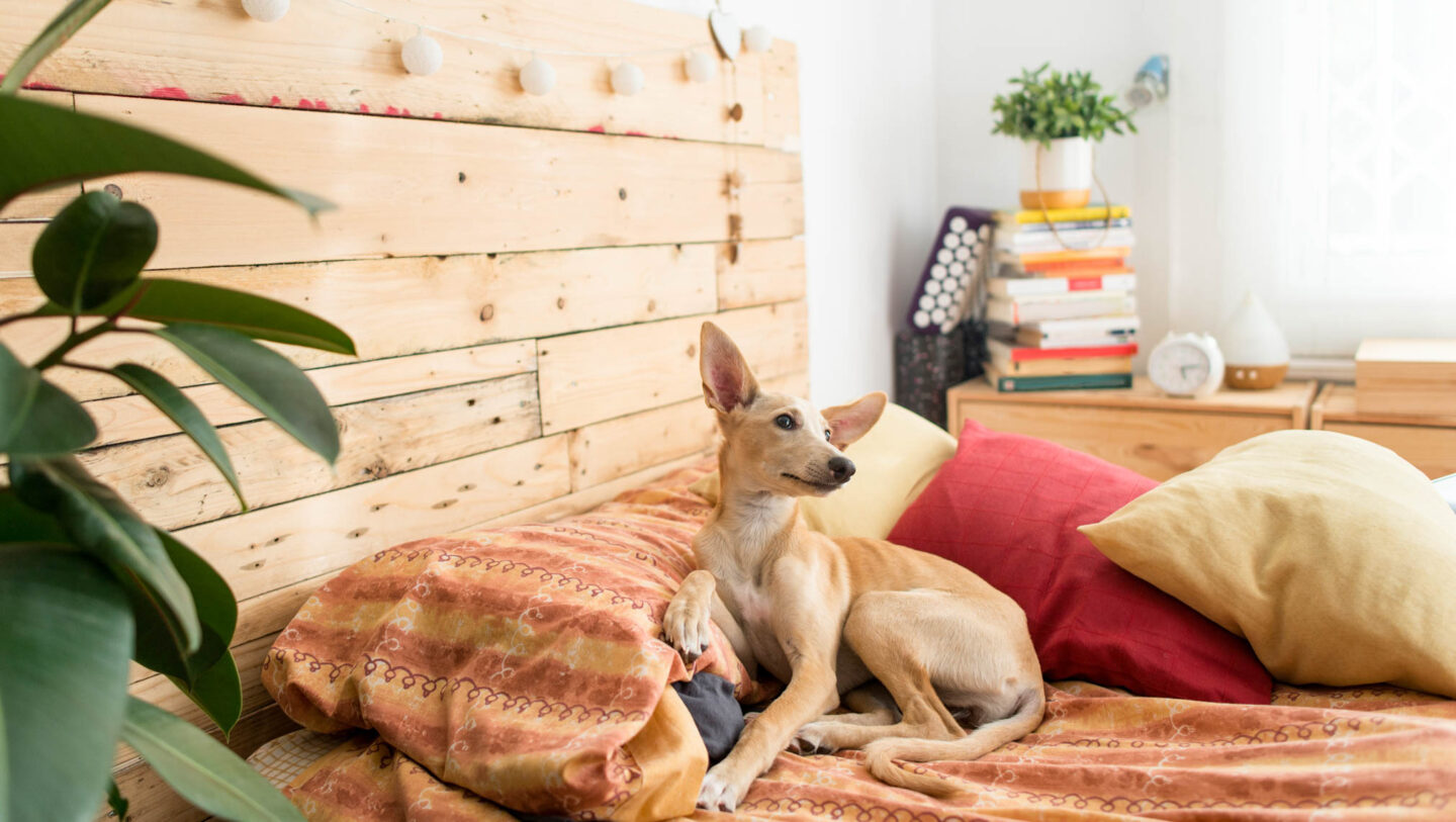 Zillow Pet Friendly Rentals Near Me