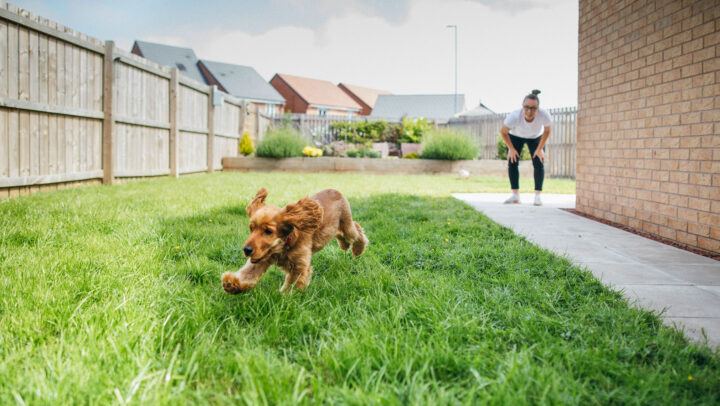 10 Considerations for Pet Parents When Shopping for a Home