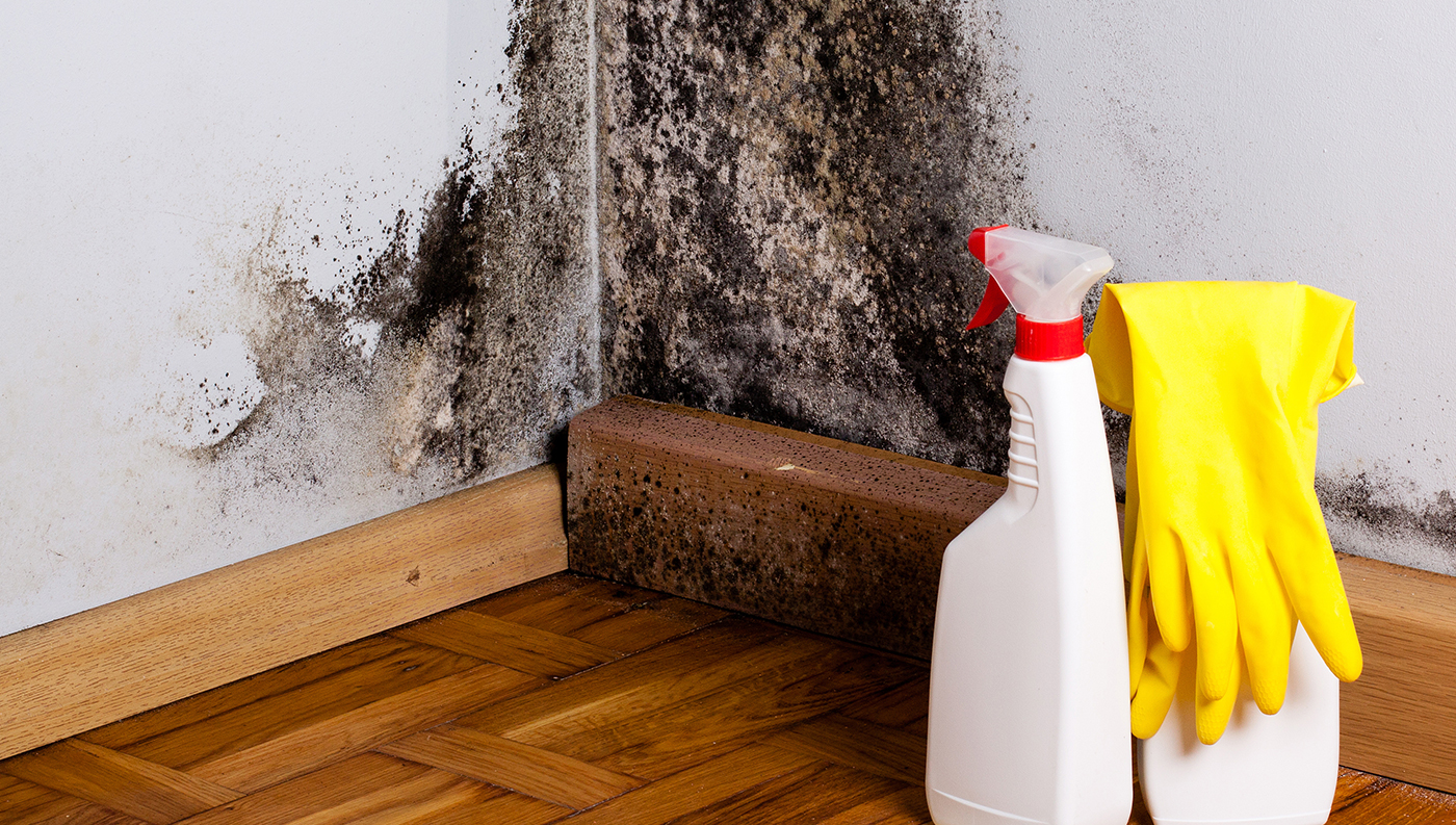 Black Mold In Your Home? Causes, Symptoms, Prevention