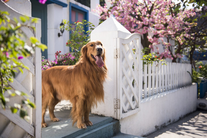 House for sale with dog in the yard