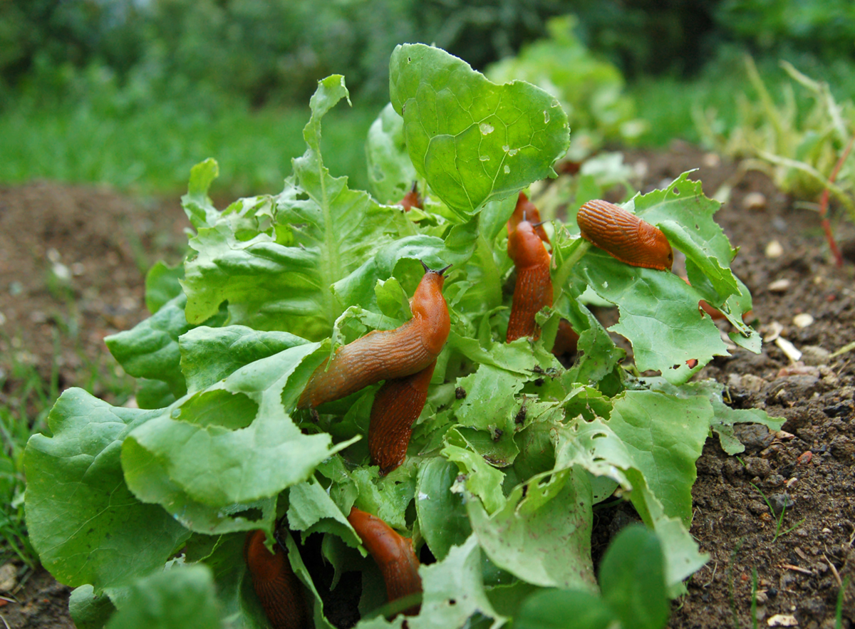 10 Easy Ways to Get Rid of Slugs and Snails