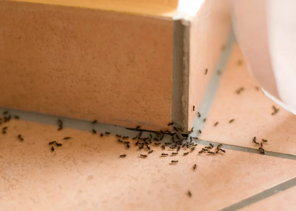 How to Get Rid of Pests