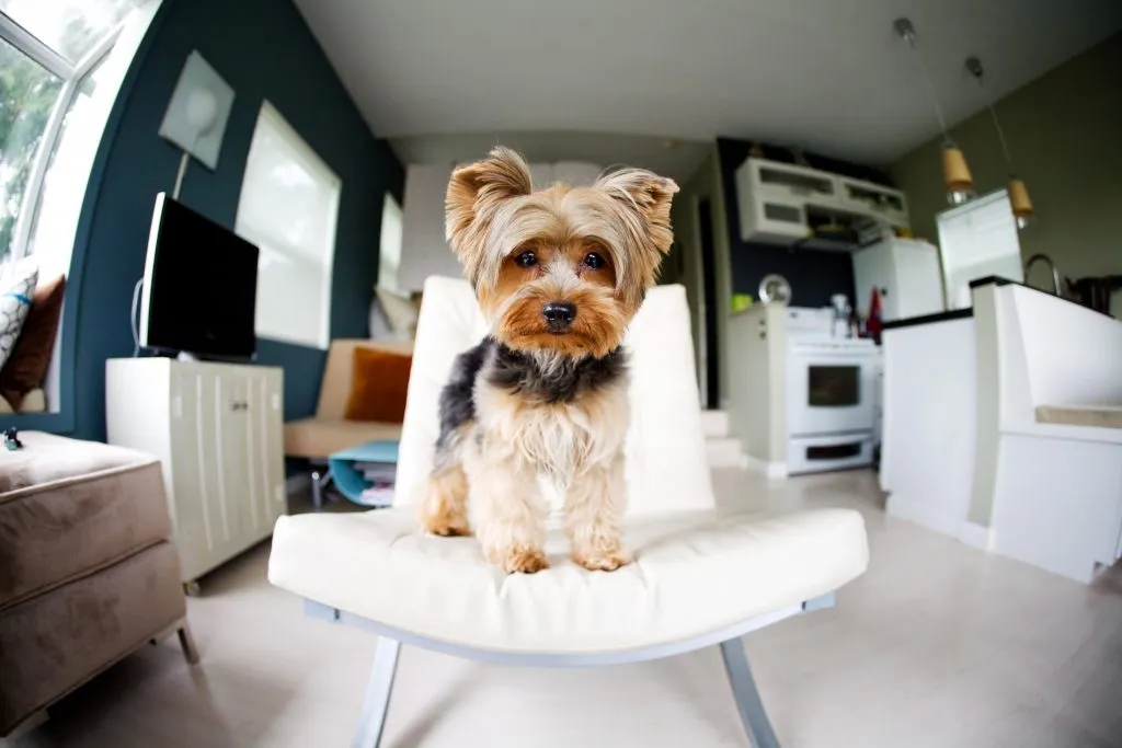 Emotional Support Animals: Which Laws Impact Your Lease
