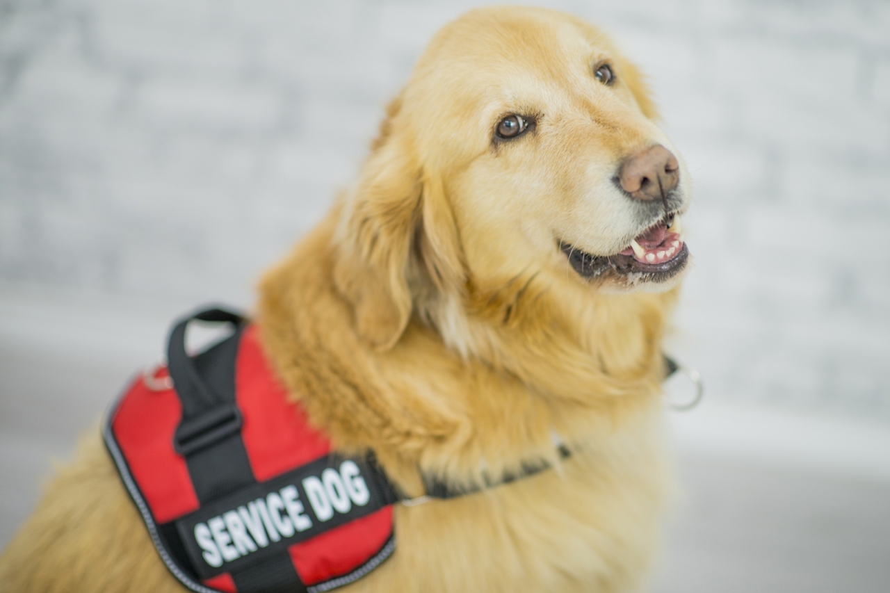 Animals and Your Rental Community: Fair Housing and Other Laws