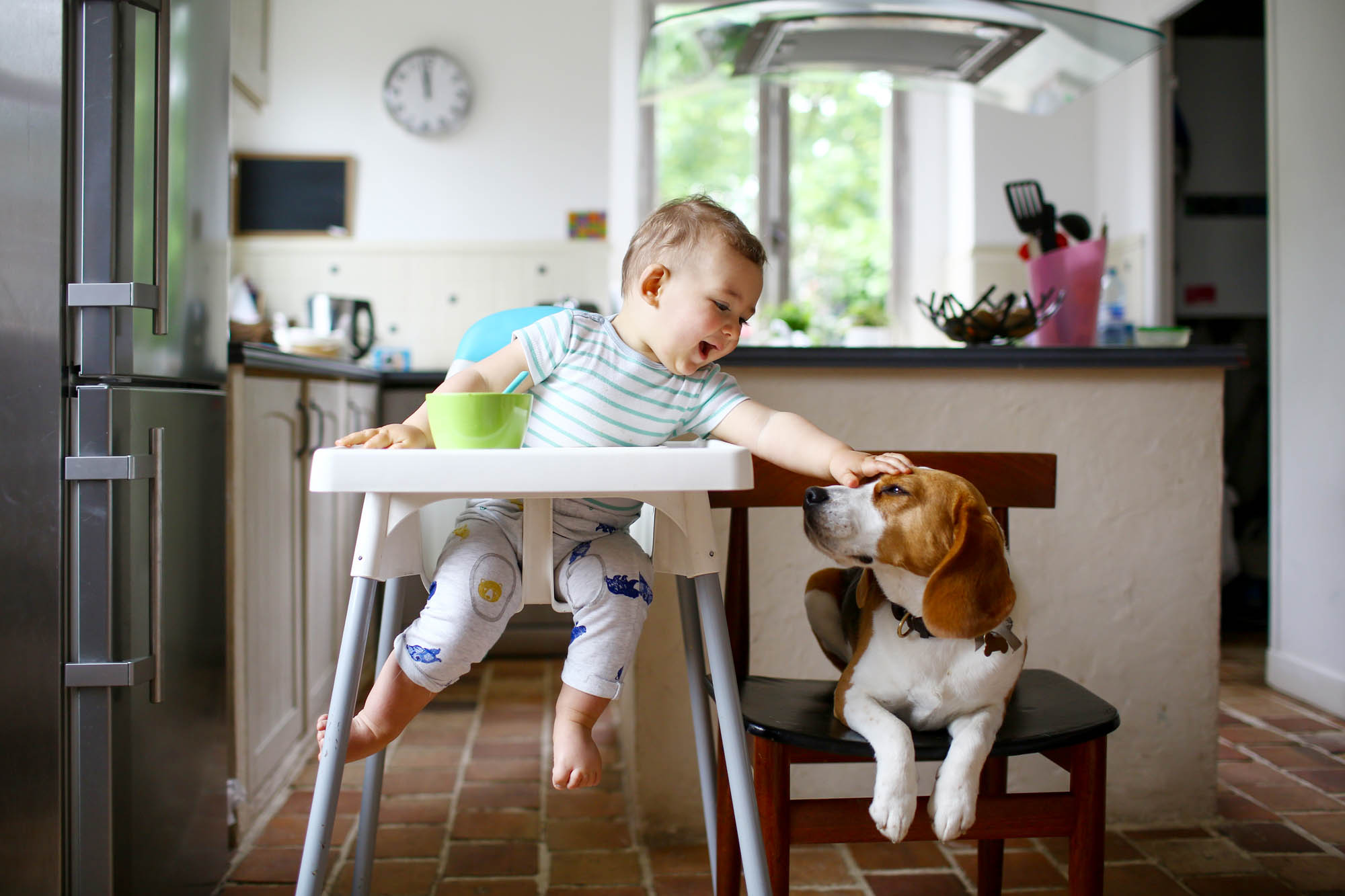 Pet Rent vs. Pet Deposits and Fees