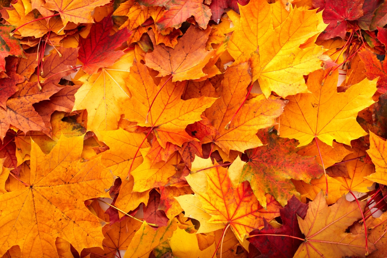 10 Easy, Affordable Fall Event Ideas