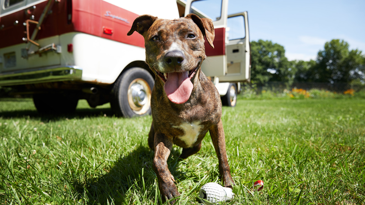 Zillow and BARK name America’s most dog-obsessed cities