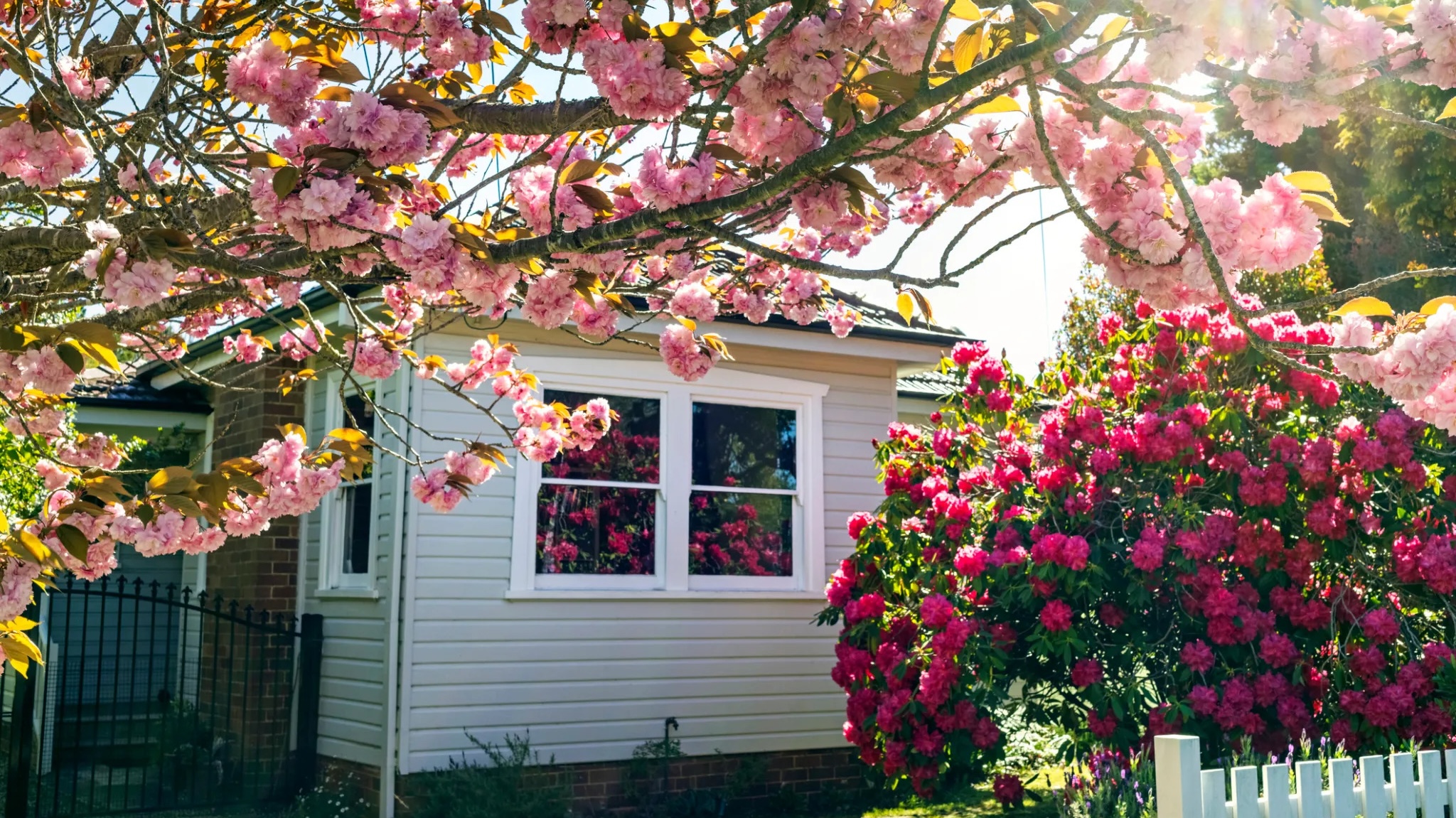house with cherry blossoms